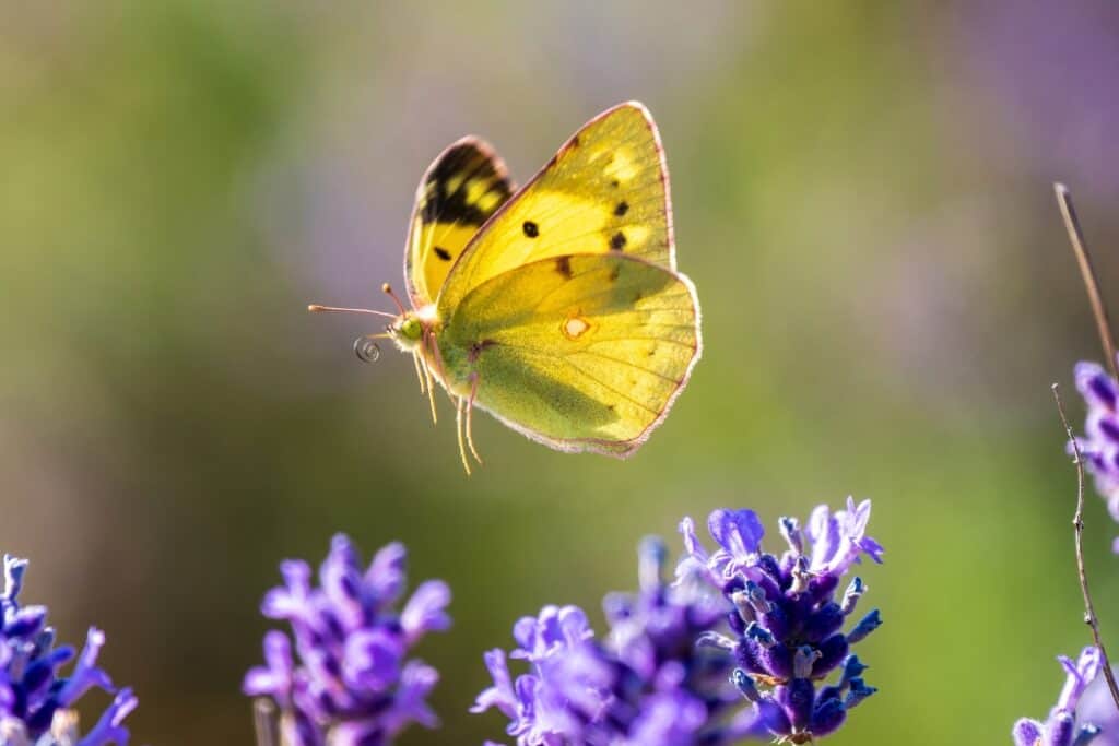 A clouded yellow butterfly about to land on some lavendar
