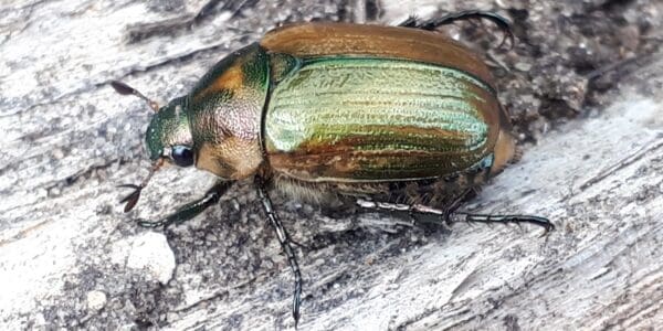 A photo of an insect - Introduction into insects