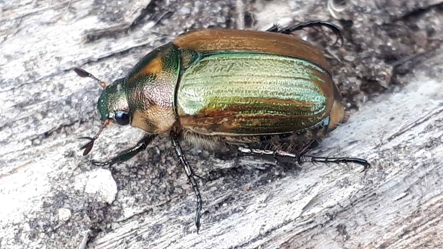 A photo of an insect - Introduction into insects