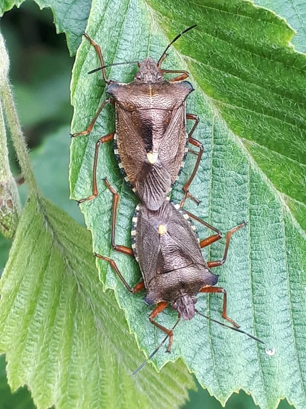 A photo of insects - Introduction into insects