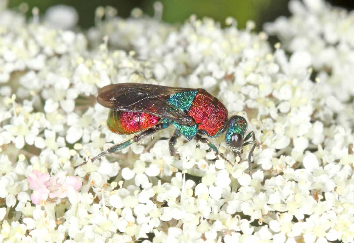 A photo of an insect - Bees and Wasps