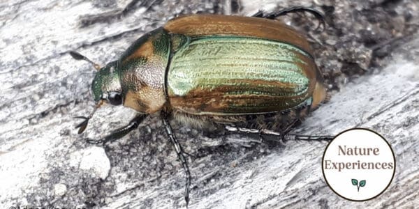 A photo of an insect - Introcution into insects Adrian Knowles