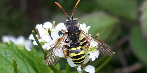 A photo of an insect - Bees and Wasps 