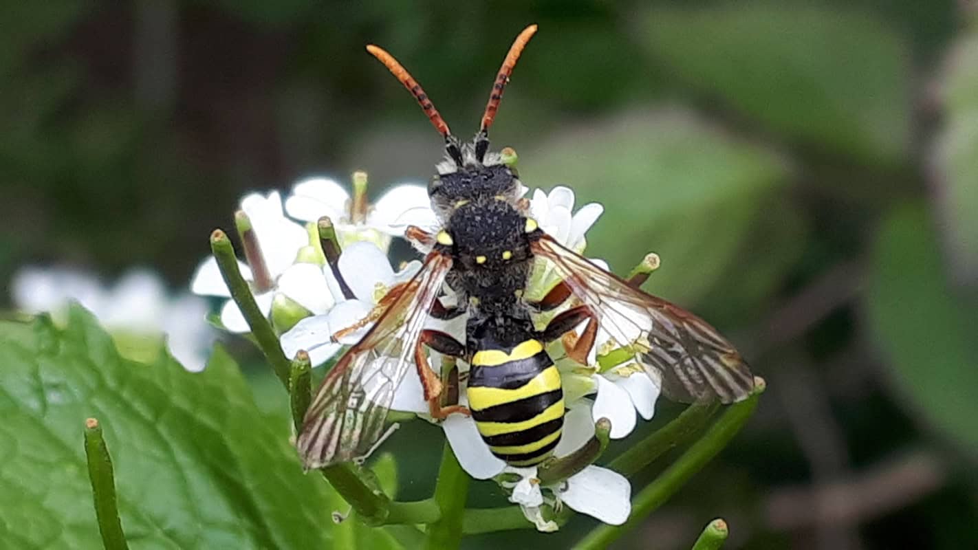 A photo of an insect - Bees and Wasps 